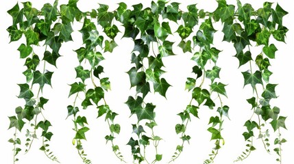 Wall Mural - Beautiful Green Ivy Vines - Generative AI