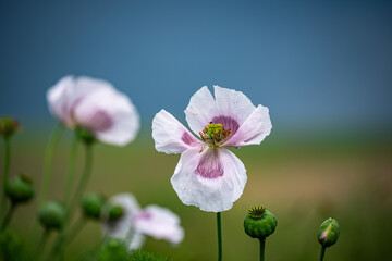 Wall Mural - Nahaufnahme einer rosa-weißen Mohnblume ineinem Mohnblumenfeld (Papaver somniferum), Wassertropfen auf den Blütenblättern, blauer Himmel im Hintergrund