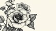 © Matthew - Detailed pencil drawing of roses with intricate shading and texture, exuding elegance and artistic craftsmanship