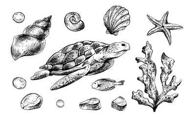 Wall Mural - Turtle, shells, starfish, fish, bubbles, pebbles and other sea animals and plants. Graphic illustration hand drawn in black ink. Set of isolated objects EPS vector.