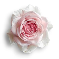 Wall Mural - White Rose Flat Lay. Top View Pink Rose Flower Bouquet isolated on White Background