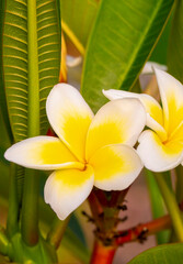 Canvas Print - Plumeria is a genus of the Apocynaceae family. Plumeria alba