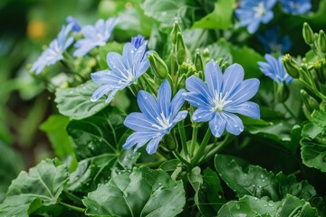 Chicory Cichorium intybus leafy veggie for vegetarians