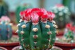 © VolumeThings - Red fur topped seed pods green thorns on Melocactus matanzanus in pots Cactus care and planting tips Stylish collection on green background