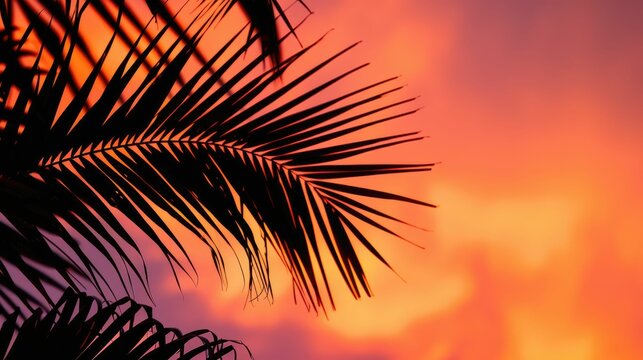 The silhouette of a palm trees leaves against the sunset sky creates a stunning landscape. This closeup view highlights the beauty of this terrestrial plant in the Arecales order AIG50