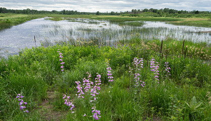Wall Mural - large-flowered beardtongue bloom in the foreground while blue waters are overcast with clouds 
