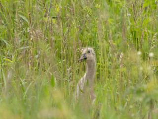 Wall Mural - Canada geese goslings feed among new grass on a spring day