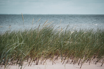 Wall Mural - Dune grass on the beach of the Baltic Sea