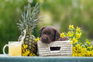 Wall Mural - chocolate labrador puppy posing with pineapple and juice outdoors in summer