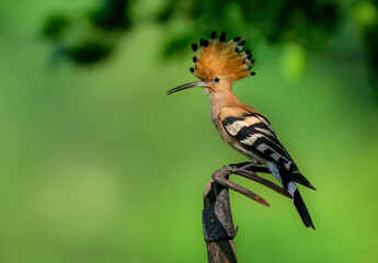 Sticker - Eurasian hoopoe bird in early morning light ( Upupa epops )