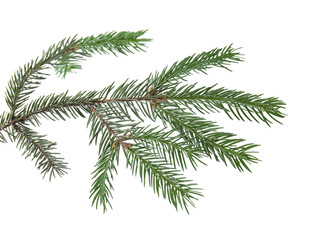 Green pine tree branch isolated on white