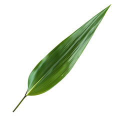 Wall Mural - Green Leaf Grass. A long fresh leaf. Isolated