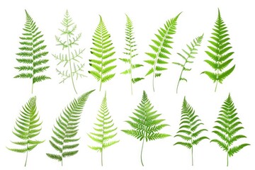Poster - A collection of green leaves on a white background