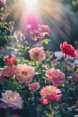 Sticker - A beautiful field of pink roses under a sunny sky