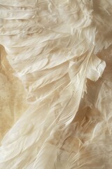 Poster - A detailed image of the soft and fluffy feathers on a white bird's body, suitable for use in illustrations or as a texture reference