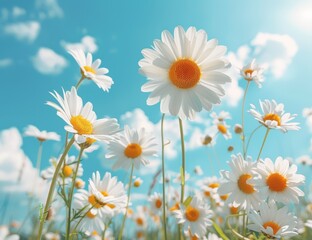 Bouquet of beautiful daisies against the background of clouds and blue sky. 