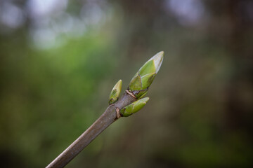 green spring leaf in sunshine