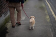 © Michalis Palis - Person walking in the street with a small brown dog. Animal owner friendship