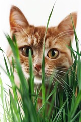 Poster - A close-up photo of a cat sitting in a lawn, possibly relaxing or enjoying the scenery