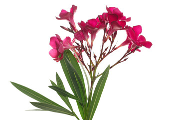 Wall Mural - Nerium, oleander or rosebay with pink flowers isolated on white background	