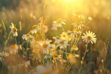 Aufkleber - A picturesque scene of a field filled with yellow and white flowers