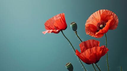 Wall Mural - Poppy flowers on dark background, close-up