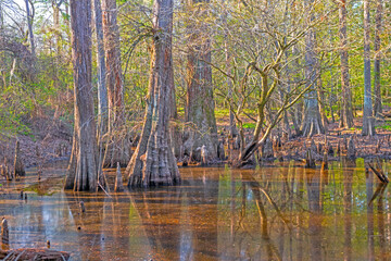 Wall Mural - Evening Light and Reflections in a Bottomland Forest