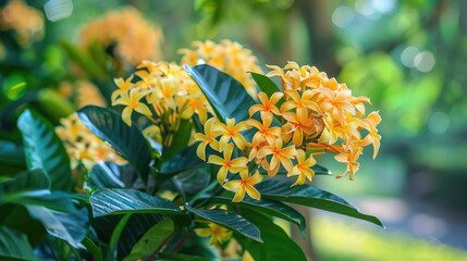 Wall Mural - Beautiful Yellow Ixora Chinensis Flowers in a Garden The Commonly Known Chinese Ixora