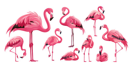 Canvas Print - Flamingo cartoon vector set. Pink feathers long neck legs bird exotic tropical flying animal illustrations isolated on white background