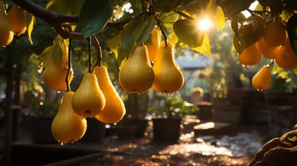 Wall Mural - stunning pear garden with rows of trees, an abundance of yellow ripe pears on branches with green leaves, sunlight passes through the branches