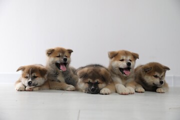 Wall Mural - Adorable Akita Inu puppies on floor near light wall. Space for text