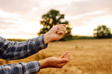 Wall Mural - Wheat grain in a hand after good harvest of successful farmer. Idea of a rich harvest