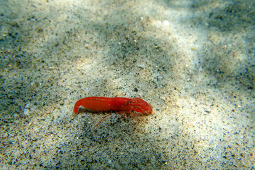 Wall Mural - Red pistol snapping shrimp - Alpheus macrocheles