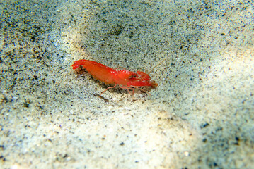 Sticker - Red pistol snapping shrimp - Alpheus macrocheles