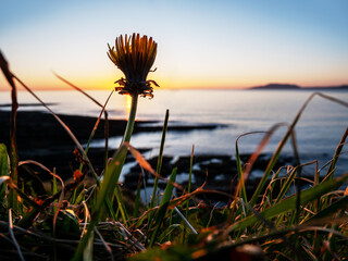 Wall Mural - a small yellow dandelion flower is in the foreground of a grassy field. the sky is a beautiful sunse
