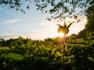 Wall Mural - A field of grass with a tree in the background. The sun is rising and the sky is cloudy. Stunning sunrise nature scene with warm light and calm relaxing mood. Sun flare and glow. Nobody.