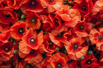 Wall Mural - Red poppy flowers background, closeup. Top view