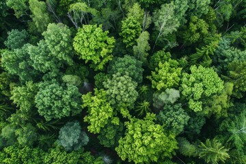Wall Mural - forest and clearings from a bird's eye view spring summer Generative AI