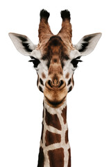 Wall Mural - Isolated PNG Giraffe Wildlife, GENERATIVE AI