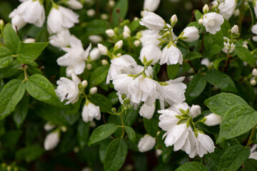 Sticker - little white flowers