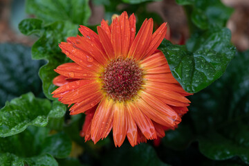 Wall Mural - orange gerbera flower