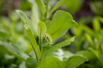 Sticker - milkweed plant