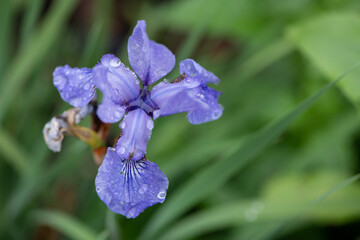 Sticker - purple iris flower