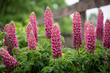 Sticker - pink lupines