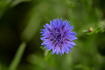 Sticker - cornflower in rain