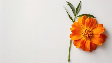 Wall Mural - White background with a marigold flower