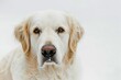 © SHOTPRIME STUDIO - Golden retriever dog sitting on white background in closeup portrait for animal lovers and pet owners