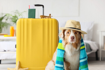 Wall Mural - Cute Australian Shepherd dog with hat and suitcase in bedroom. Travel concept