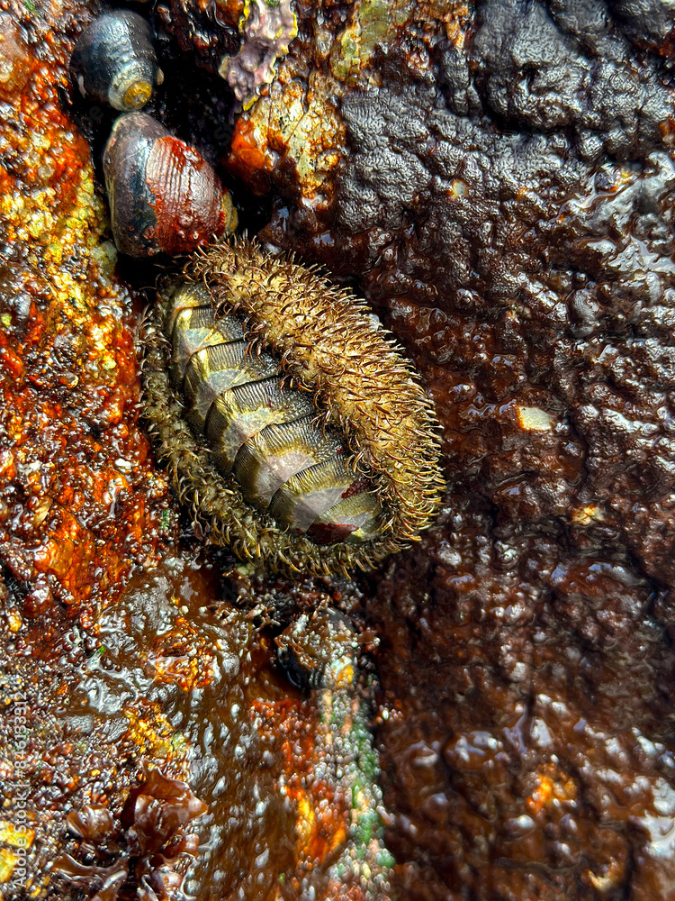 Having fun with tide pools - Little boy exploring beach and the ocean ...