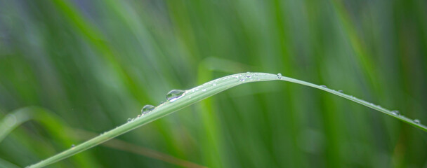 Wall Mural - water drops on a green grass